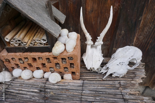 Tierschädel und Schneckenhäuser