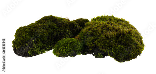 Moss isolated on white background.
