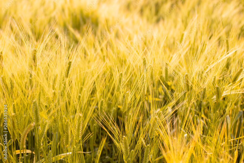 Fototapeta premium 夕日に照らされる麦畑