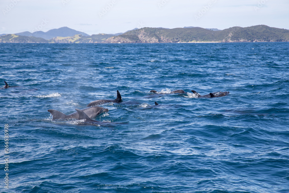 Fototapeta premium Bay of Islands Dolphins