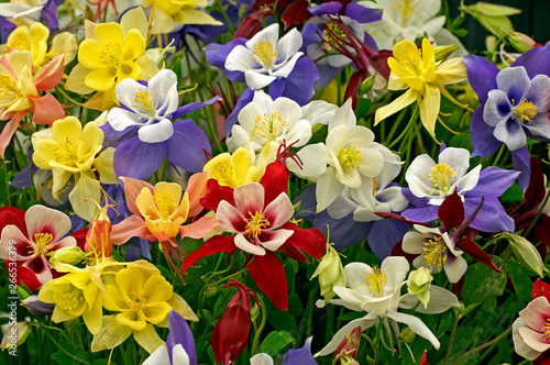 Canvas Print Aquilegia State Series in assorted colours in close up