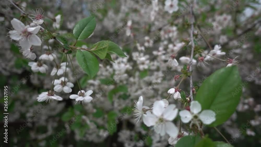 Cherry blossom in may, super slow motion, shallow depth of field Cherry blossom in may, super slow motion, shallow depth of field