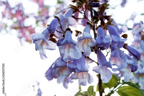 Flores color Violeta con forma de campanilla en una día de primavera © Larusset