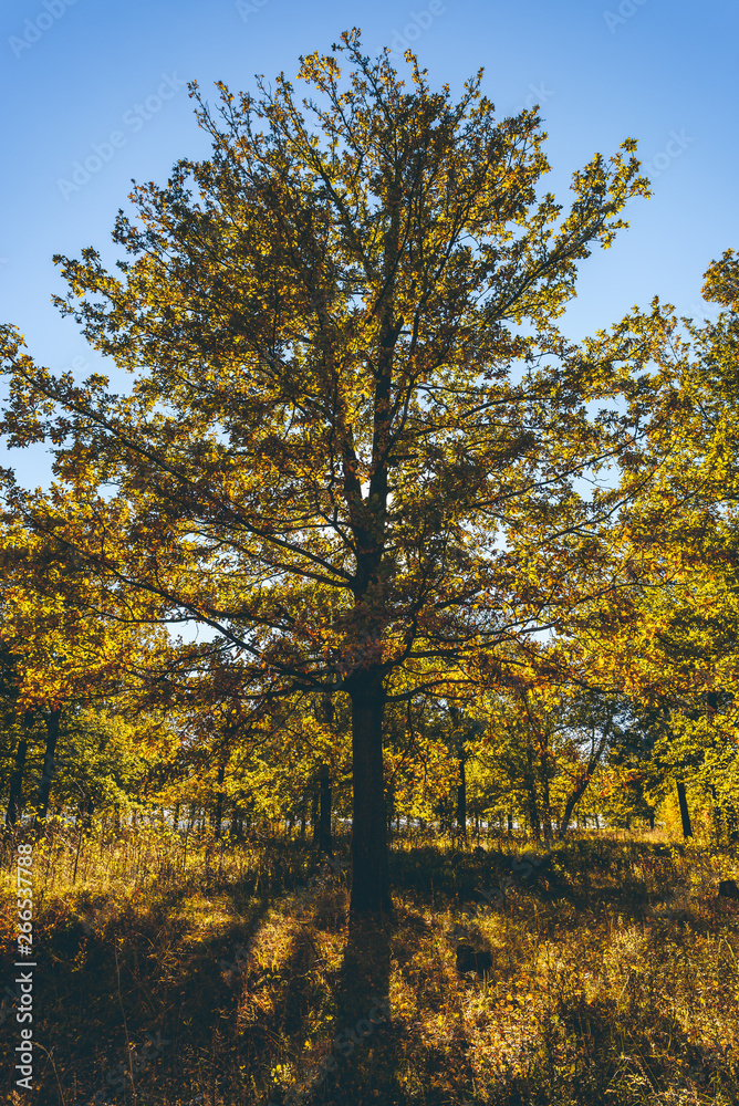 Yellow oak tree in autumn forest