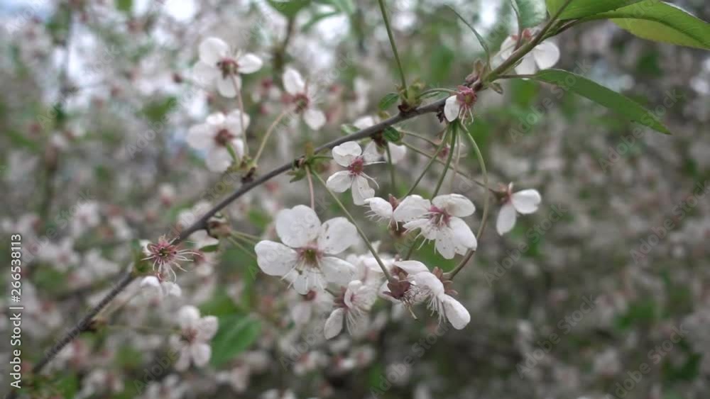 Cherry blossom in may, super slow motion, shallow depth of field Cherry blossom in may, super slow motion, shallow depth of field