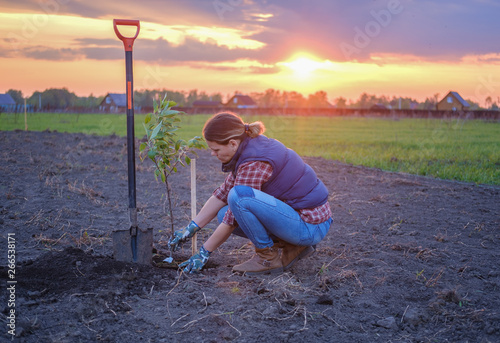 a young woman planting an Apple tree in the garden near the house . planting seedlings of fruit trees in the spring