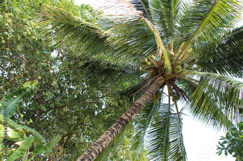 coconut tree in laos
