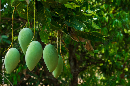 Green mango is on the tree in Thailand.