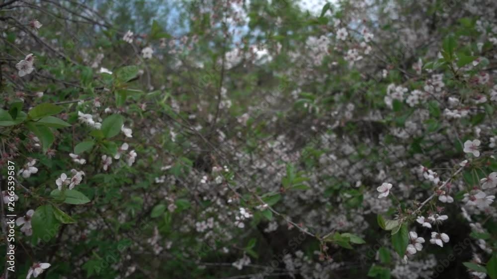 Cherry blossom in may, super slow motion, shallow depth of field, slider move Cherry blossom in may, super slow motion, shallow depth of field, slider move