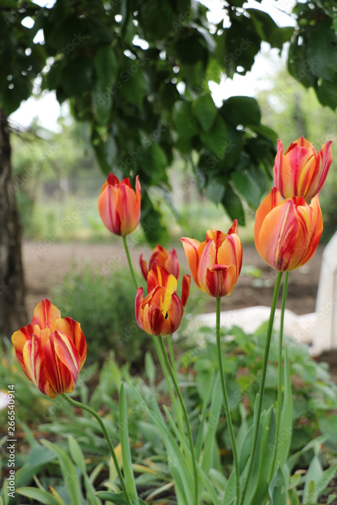 Red tulips in the garden