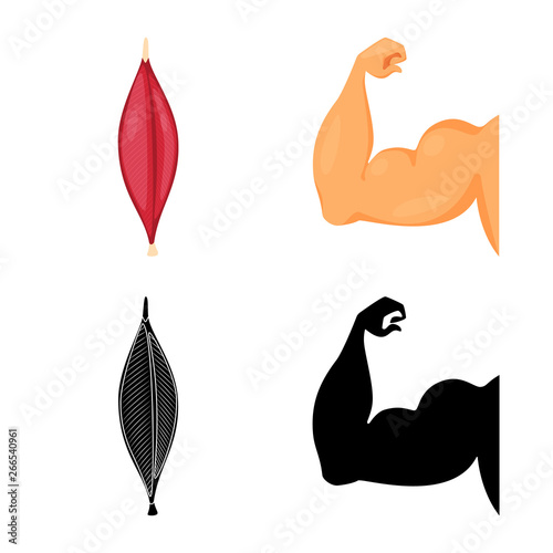 Vector illustration of fiber and muscular sign. Set of fiber and body  vector icon for stock.