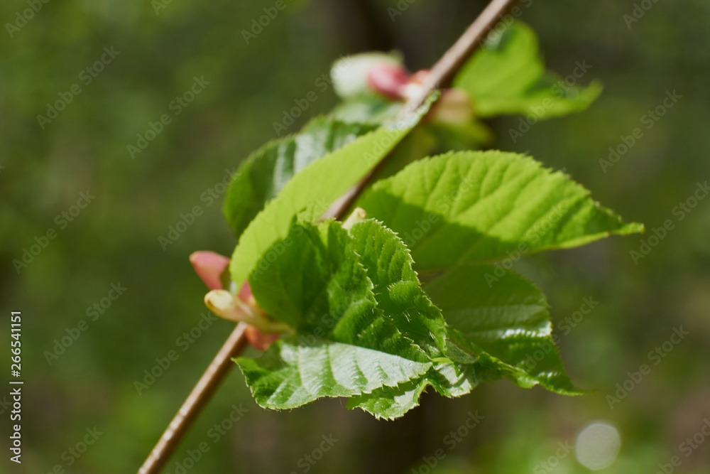 nature spring flowering trees foliage green sun nature spring flowering trees foliage green sun