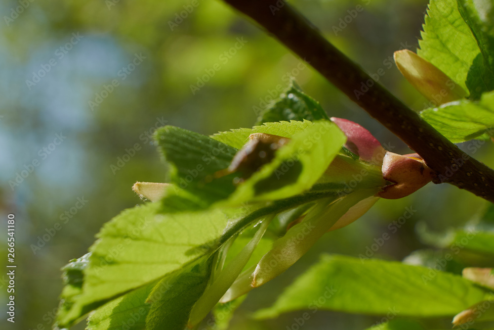 nature spring flowering trees foliage green sun nature spring flowering trees foliage green sun