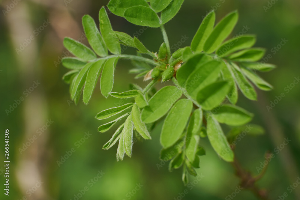 nature spring flowering trees foliage green sun