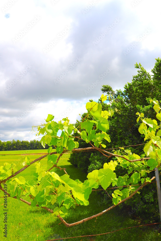 Vineyard Growing in Spring