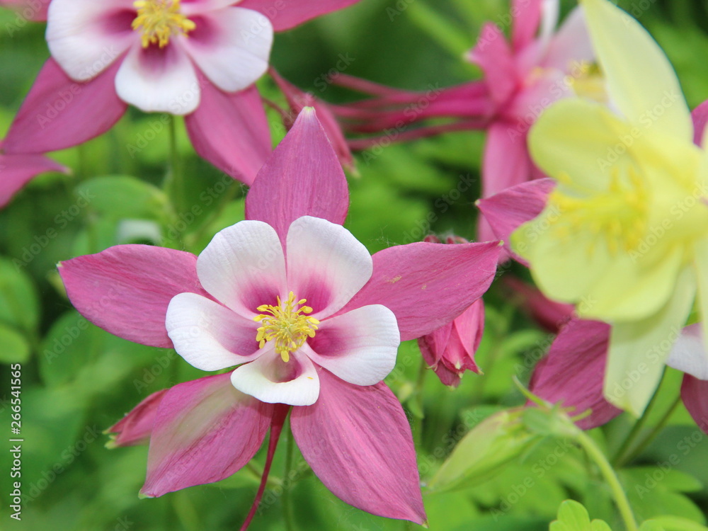 Fototapeta premium flowers pink-white Aquilegia close-up on a background of green grass