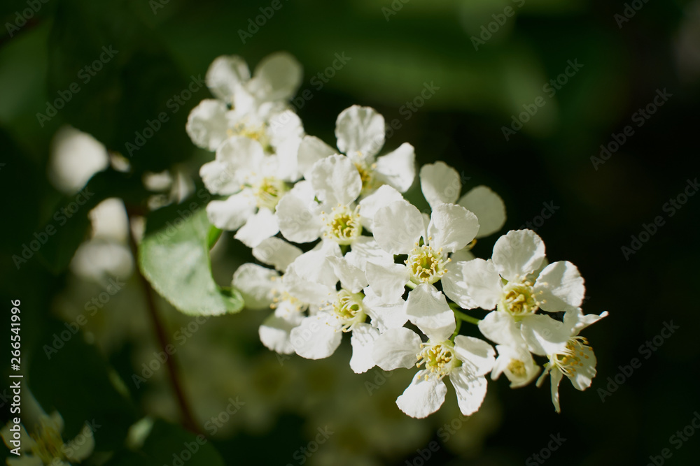 nature spring flowering Apple and cherry foliage green sun