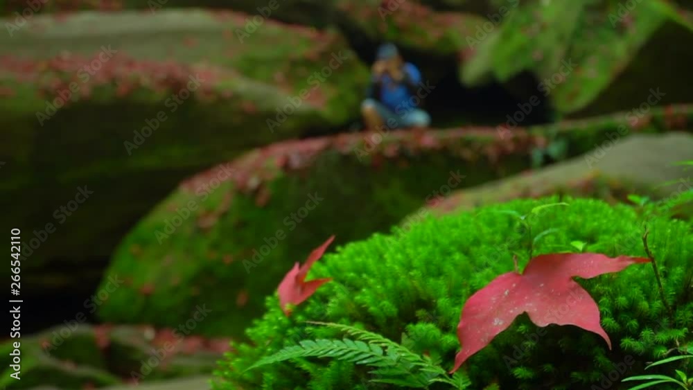 Autumn Colour of red maple leaves in the forest. Red maple on moss stone nature background concept. Autumn Colour of red maple leaves in the forest. Red maple on moss stone nature background concept.