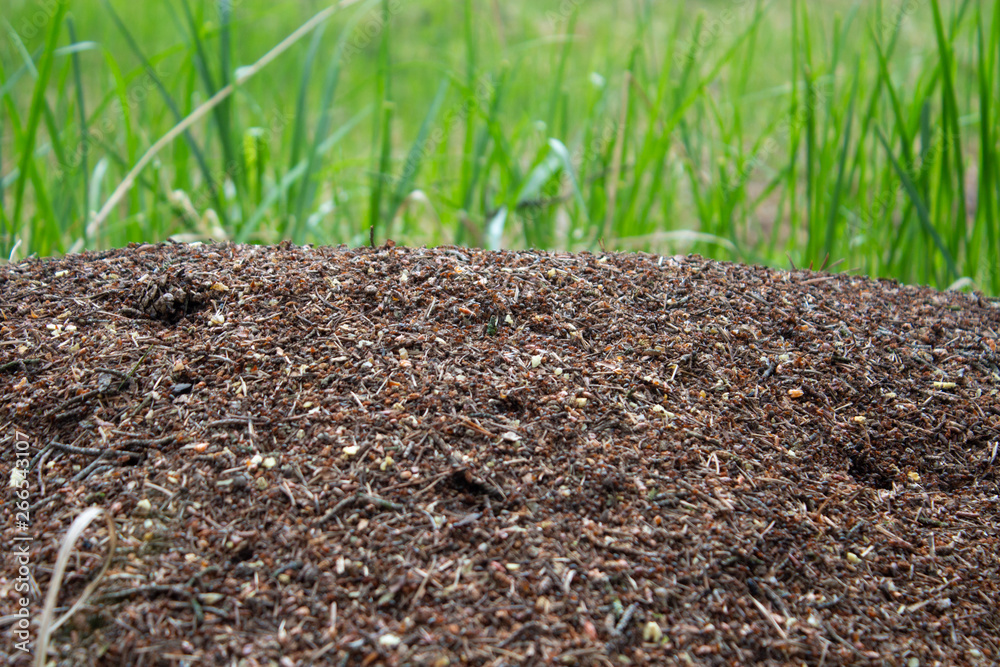 anthill near the country house anthill near the country house