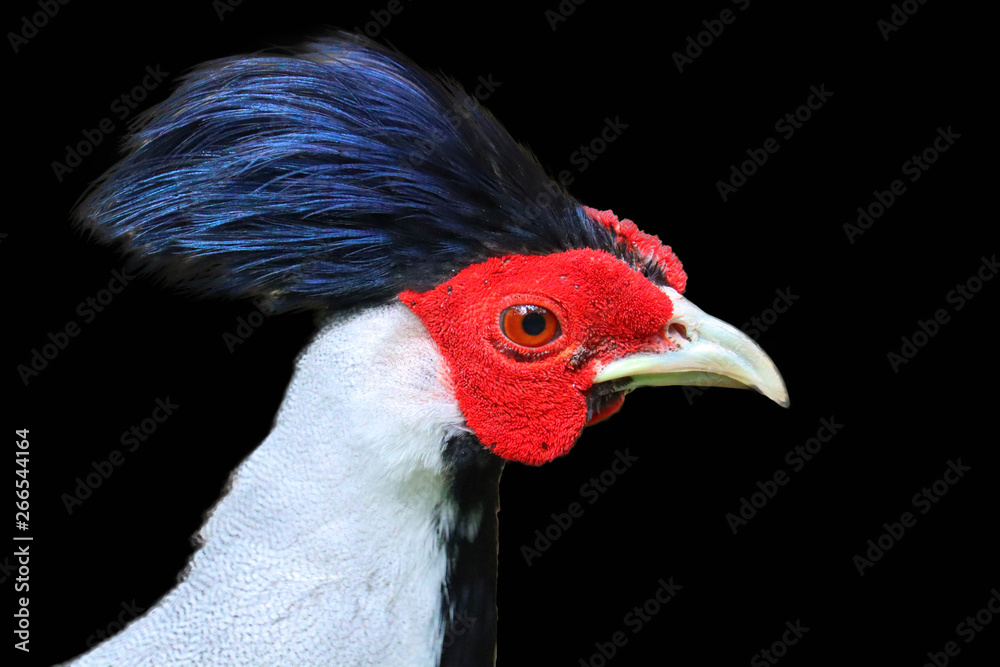Silver Pheasant isolated