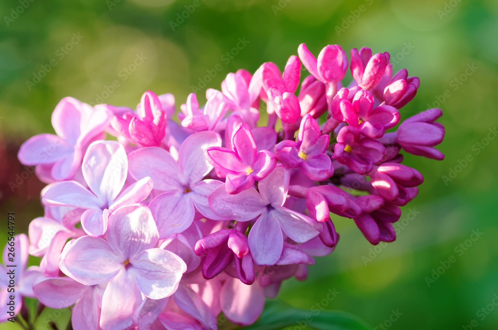 リラの花 リラの花