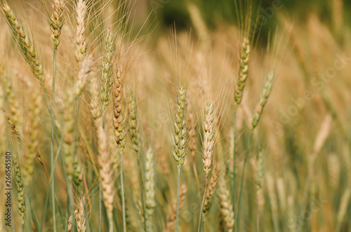 Barley Field in Sunset © freedom_naruk