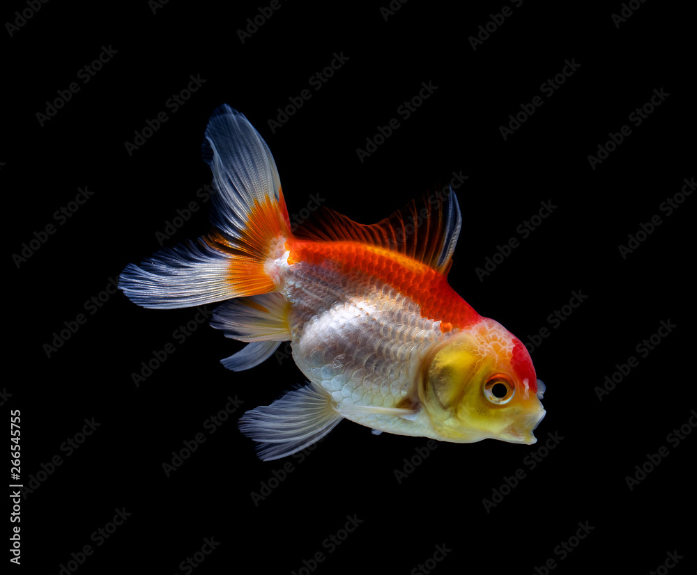 goldfish isolated on a dark black background goldfish isolated on a dark black background