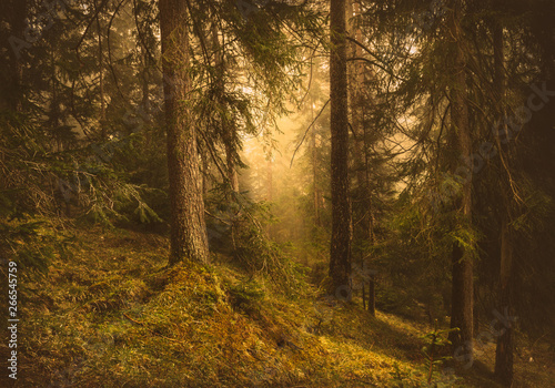 Pine forest. © Mihailo