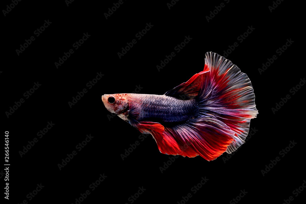 Fototapeta premium Betta fish, siamese fighting , betta splendens isolated on black background