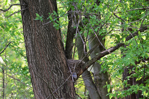 Nest on a branch in nature.