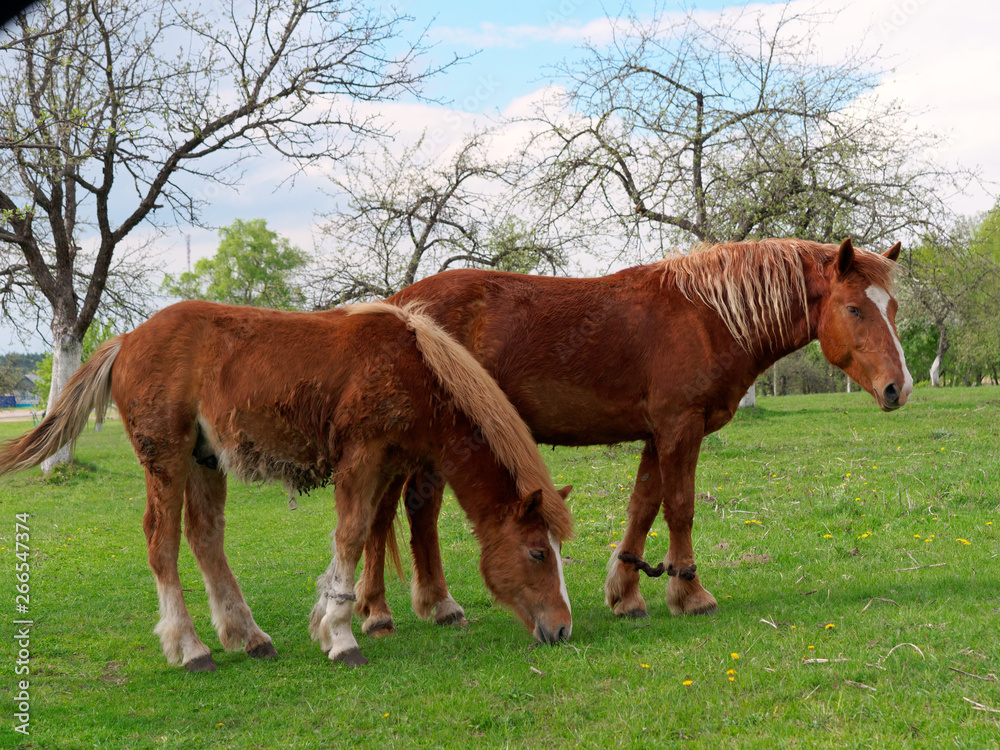 Fototapeta premium red horses graze in the spring meadow