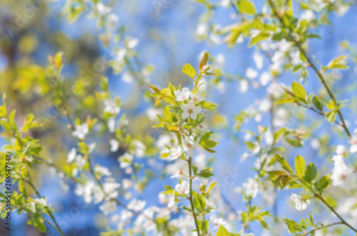A blurred blooming tree. A beautiful spring background. Garden trees in bloom.