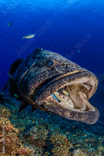 Large Potato Cod Opening its Mouth and Getting its Mouth Cleaned by Cleaning Fish in Aguni Island, Okinawa Japan