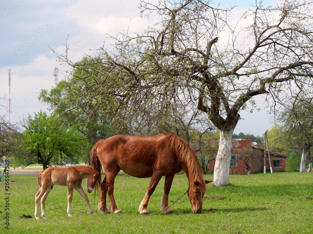 Obraz premium red horses graze in the spring meadow