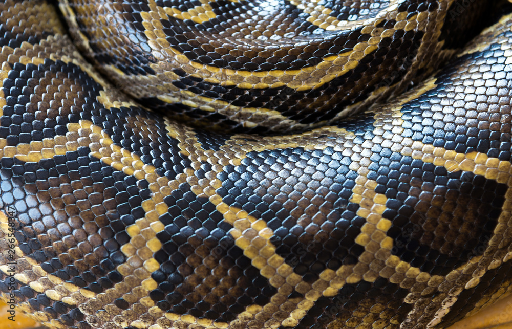 Obraz premium Reticulated python skin.