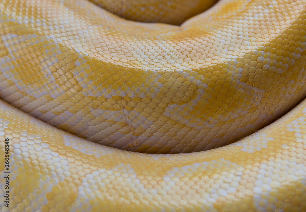 Fototapeta premium Gold Python,Reticulated python skin.