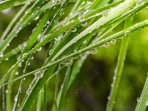 Green grass in nature with raindrops