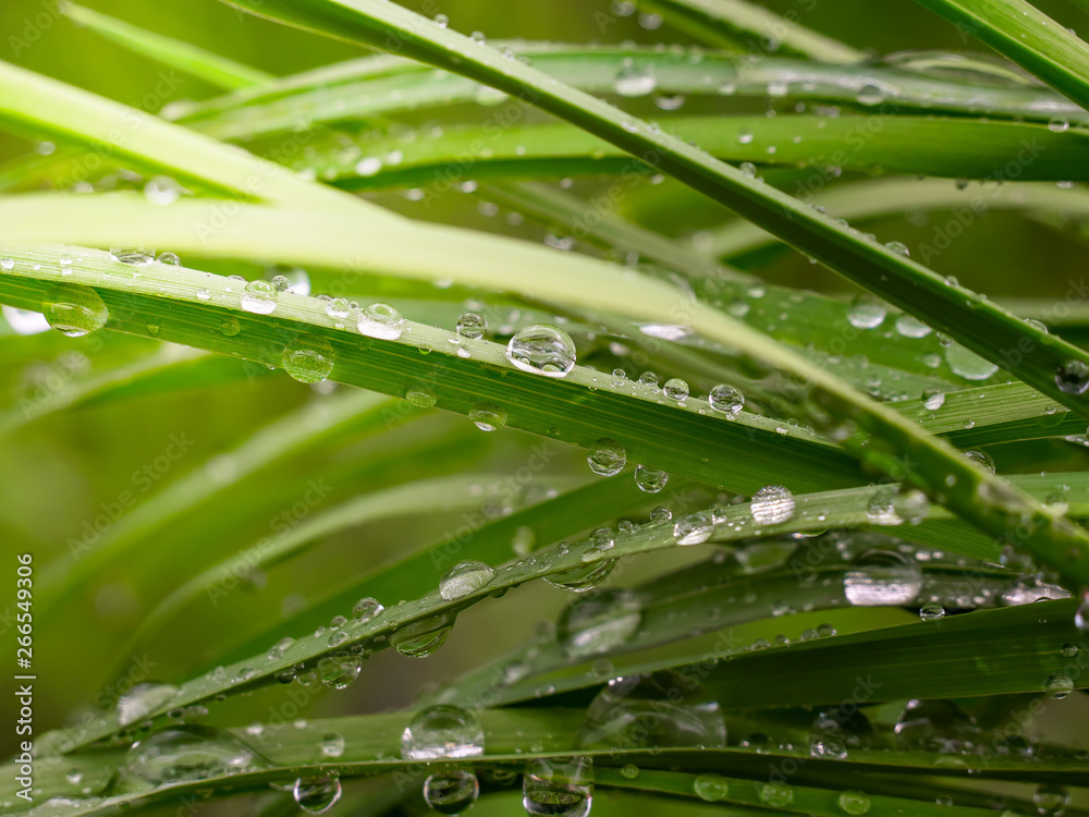 Naklejka premium grass, green, water, dew, nature, leaf, drop, rain, plant, leaves, drops, summer, macro, fresh, plants, morning, wet, flora, blade, spring, foliage, garden, lawn, raindrop, natural