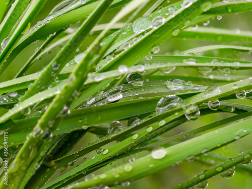 Green grass in nature with raindrops