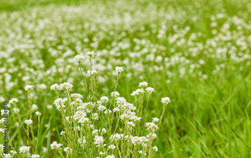 Grass and white wild little flowers on ploughed field or greenland meadow on blurred nature beautiful background, closeup, copy space