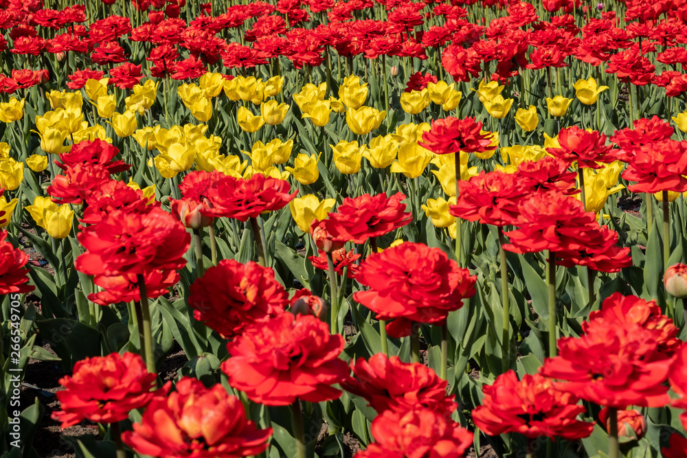 Yellow, white and red tulips growing in a flowerbed