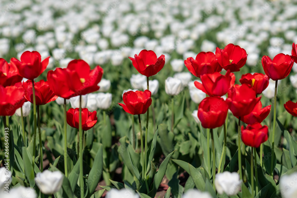 Yellow, white and red tulips growing in a flowerbed Yellow, white and red tulips growing in a flowerbed