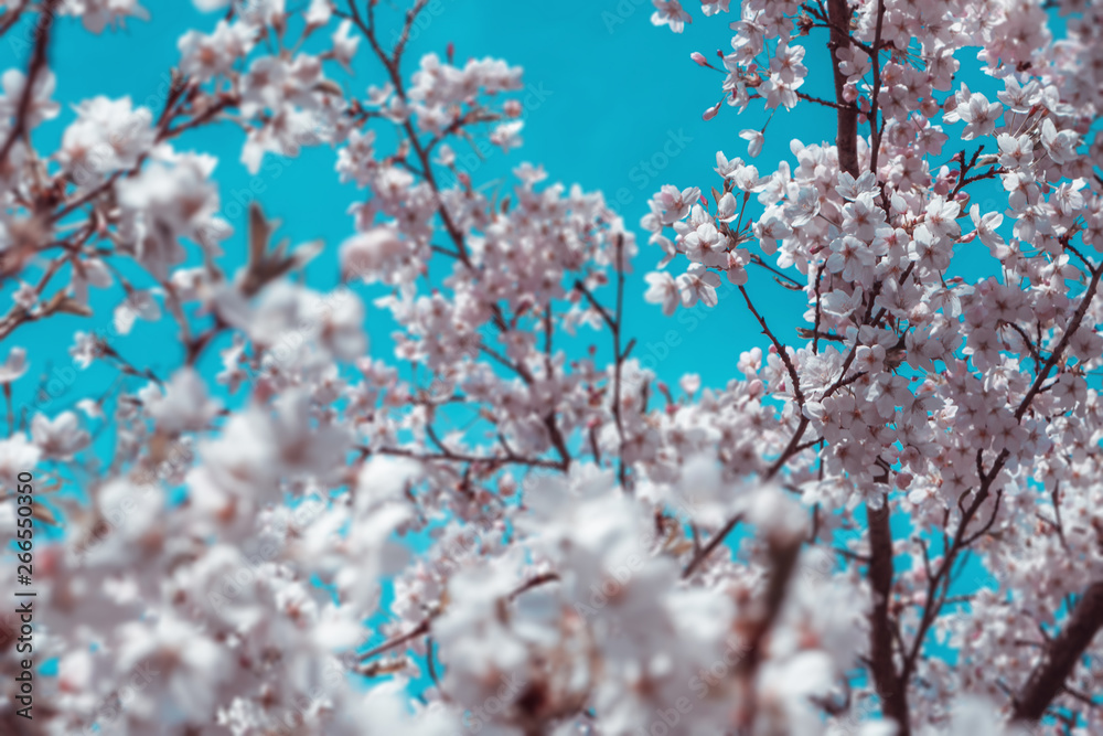 Springtime background, Cherry blossom in the spring Springtime background, Cherry blossom in the spring