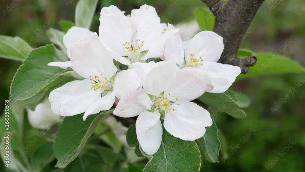 Bee Collects Nectar on Blossoming Apple Tree Flower Bee Collects Nectar on Blossoming Apple Tree Flower