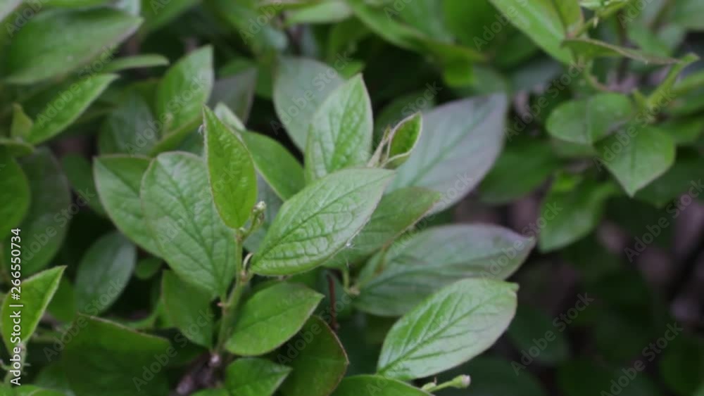 young spring leaves swaying in the wind young spring leaves swaying in the wind