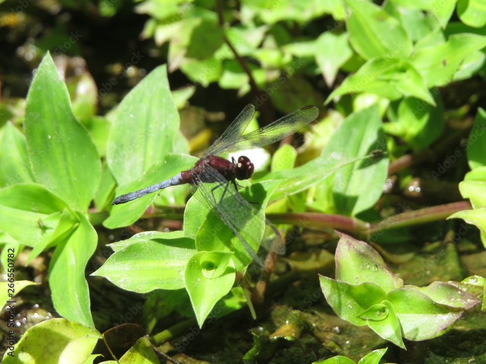 Naklejka premium red dragonfly