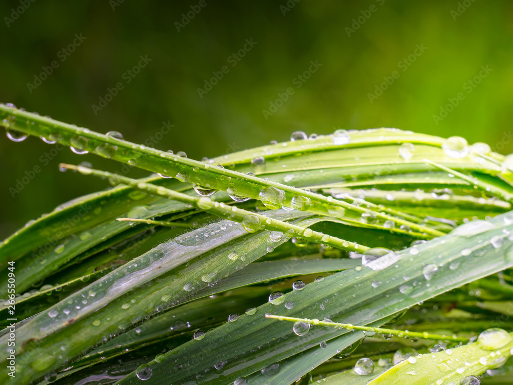 Fototapeta premium Green grass in nature with raindrops