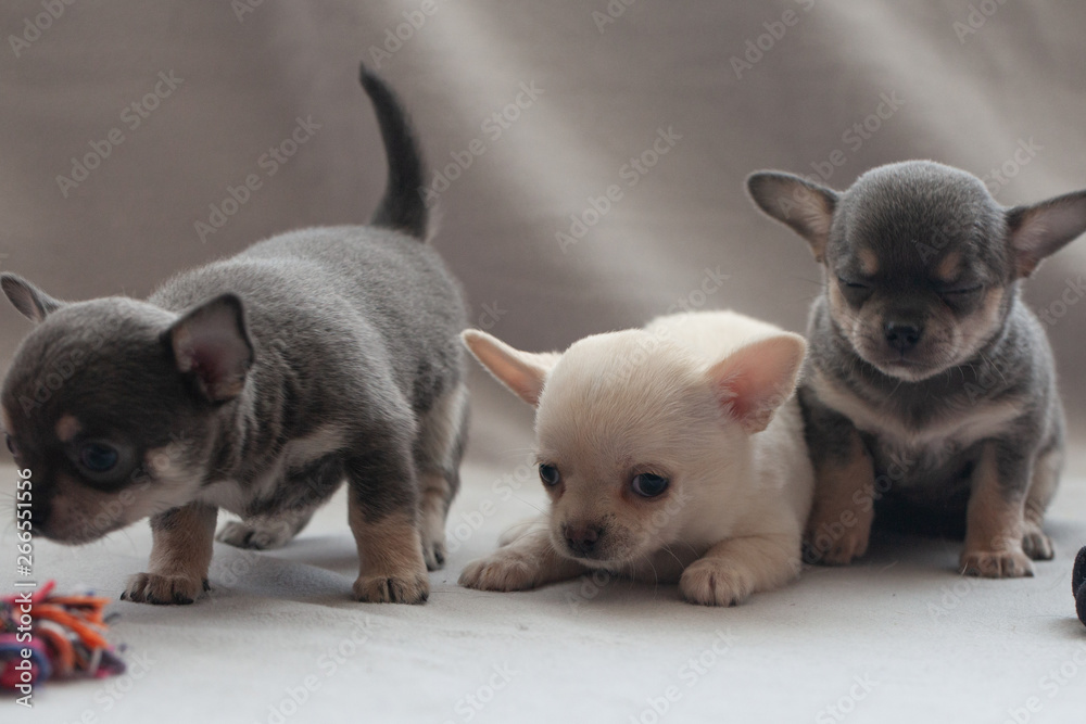 Little puppy on a gray background. Little puppy on a gray background.