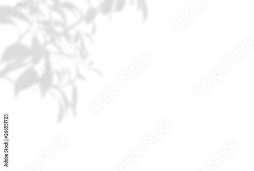 Summer background of shadows branch leaves on a white wall. White and Black for overlaying a photo or mockup