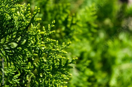 Norfolk Island pine background tropical background